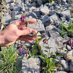 Whipple's penstemon thumbnail 2