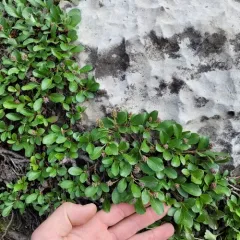 snow willow thumbnail 1