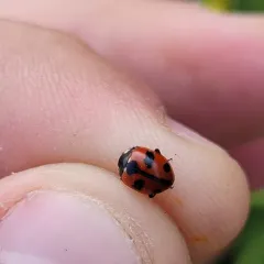 High-country Lady Beetle thumbnail 4