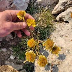 Alpine Sunflower thumbnail 2