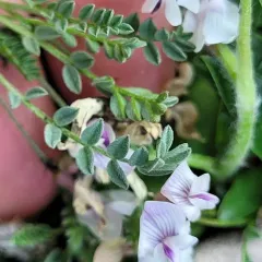 Shultz's Milkvetch thumbnail 2