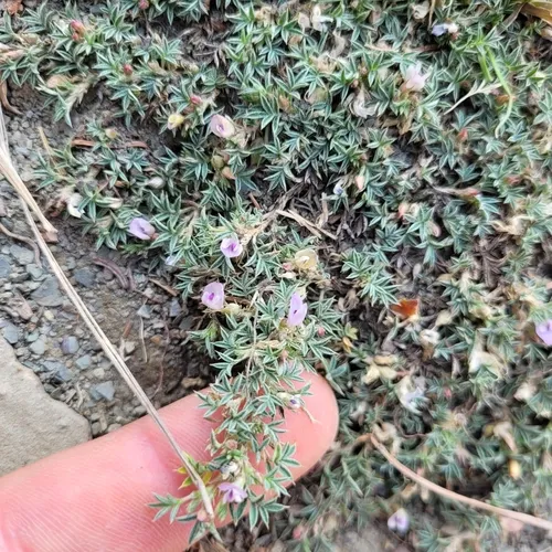 Spiny Milkvetch