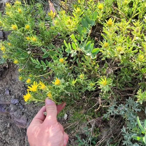 singlehead goldenbush