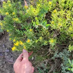 singlehead goldenbush thumbnail 1