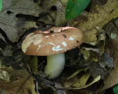 Fishbiscuit Russula thumbnail 1