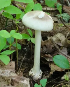 Ball Gown Amanita thumbnail 2