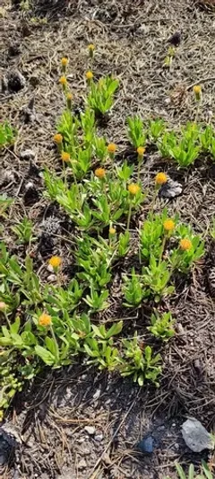stem raillardella thumbnail 2