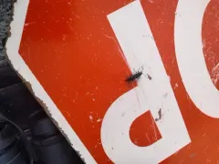 House Longhorn thumbnail 3