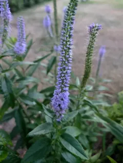 Spiked Speedwell thumbnail 4