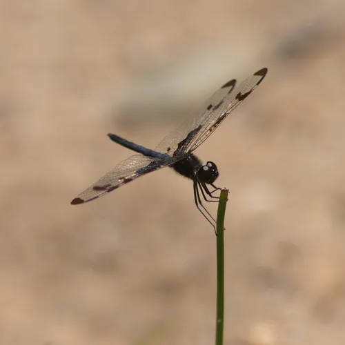 Banded Pennant