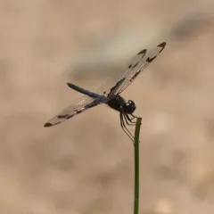 Banded Pennant thumbnail 1