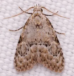 Confused Meganola Moth thumbnail 4