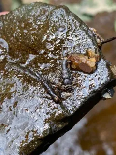 Northern Stone thumbnail 3