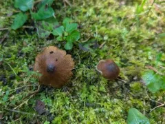 Inocybe griseovelata thumbnail 4