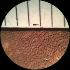 Phellinus betulinus thumbnail 4