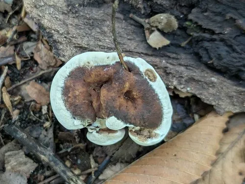 Hydnellum piperatum
