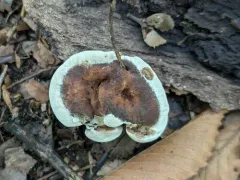 Hydnellum piperatum thumbnail 1