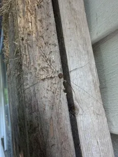 Leiobunum rotundum thumbnail 4