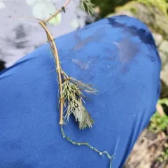 Carolina Fanwort thumbnail 4