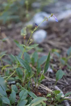 Rockvine Penstemon thumbnail 2