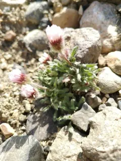 Denali fleabane thumbnail 3