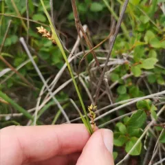 sheathed sedge thumbnail 4