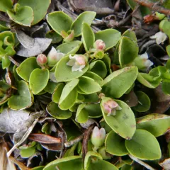 alpine wintergreen thumbnail 4