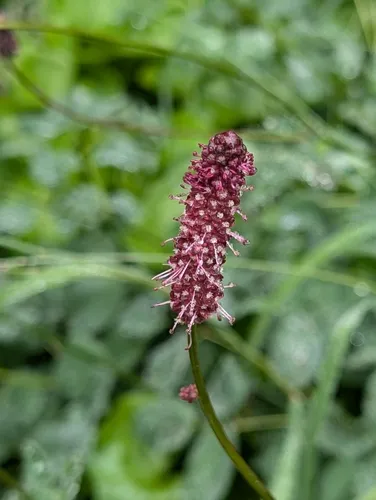 Menzies' Burnet