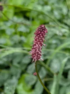 Menzies' Burnet thumbnail 1