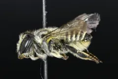 Megachile onobrychidis thumbnail 2