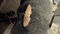 Eupithecia longipalpata thumbnail 2