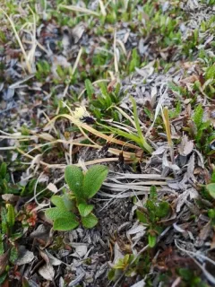 short-stalk sedge thumbnail 1