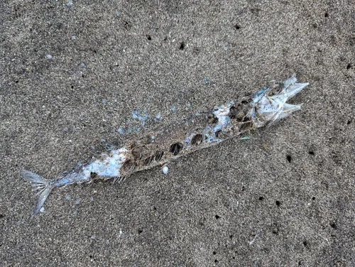Pacific Saury