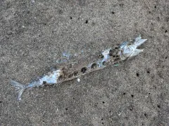 Pacific Saury thumbnail 1