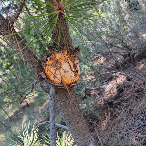 Western Gall Rust