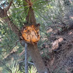 Western Gall Rust thumbnail 1