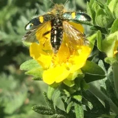 Ornate Checkered Beetle thumbnail 4