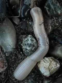 Cactus worm thumbnail 3
