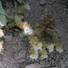 Silverleaf phacelia thumbnail 2