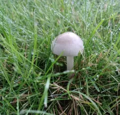 American Floury Amanita thumbnail 4