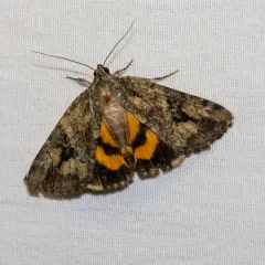 Little Nymph Underwing thumbnail 3