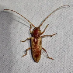 Red Oak Borer thumbnail 3