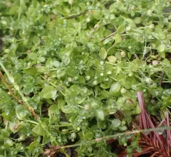 obtuse starwort thumbnail 2