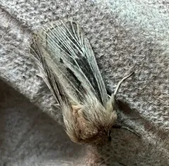 Tufted Sedge Moth thumbnail 4