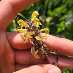Mount Rainier lousewort thumbnail 2