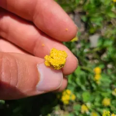 Strickland's umbrella-wort thumbnail 3