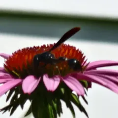 Zethus spinipes thumbnail 4