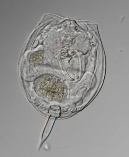 Lecane closterocerca