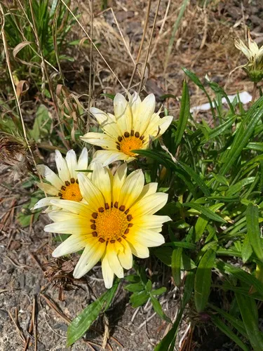 Trailing Treasureflower