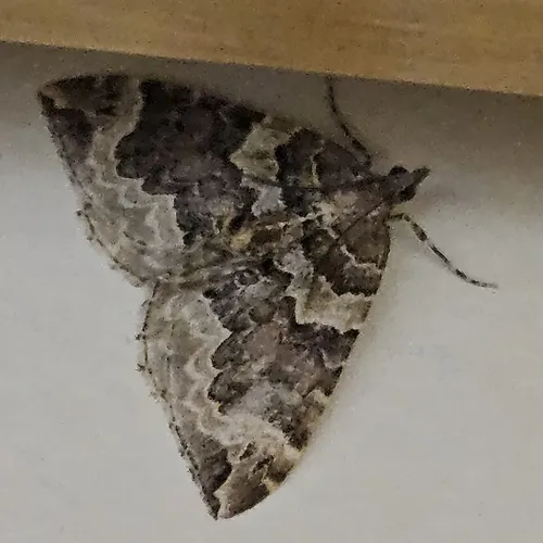 Northwestern Phoenix Moth